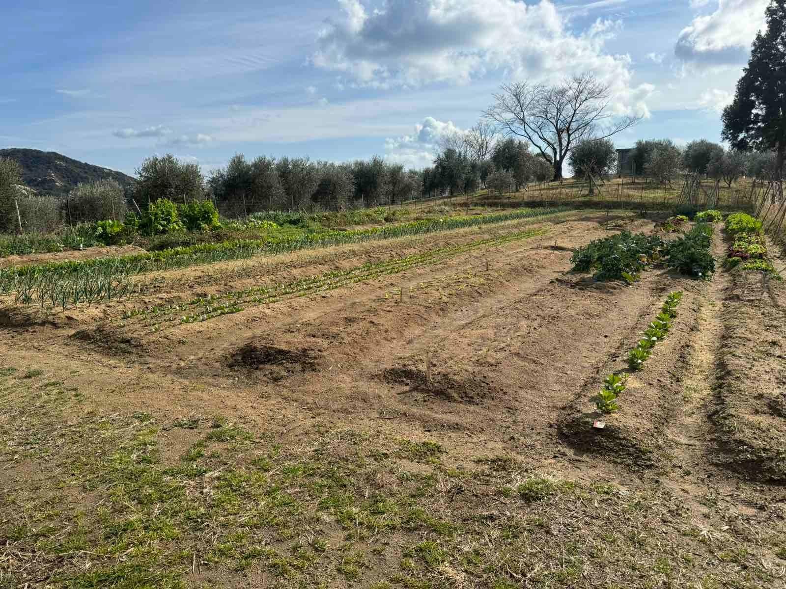 自家製野菜　収穫体験もできます