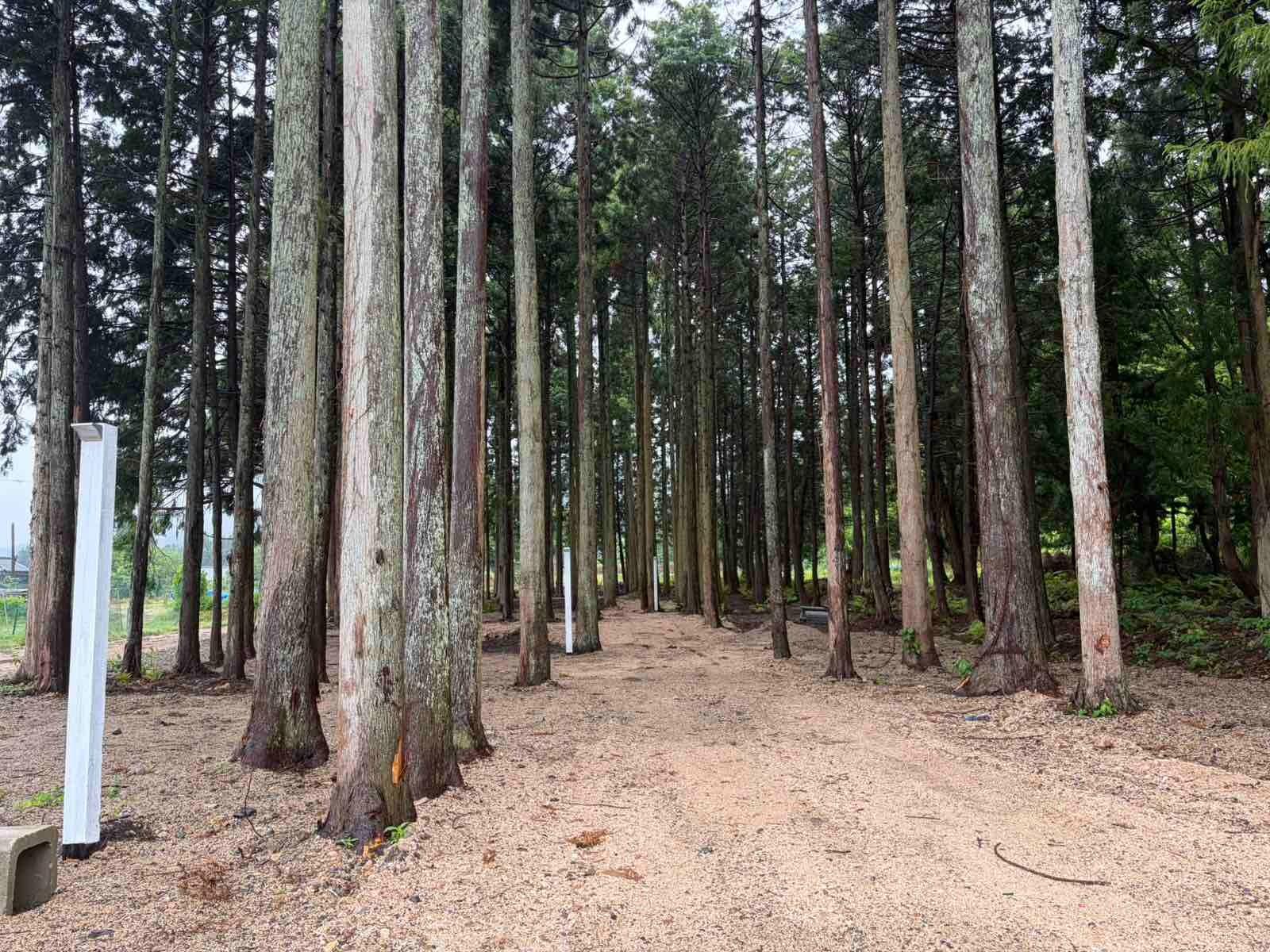 森林サイト／夏も涼しい