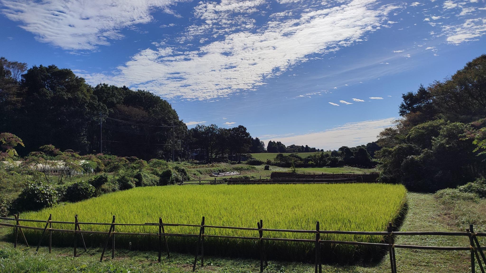 お隣の田んぼです