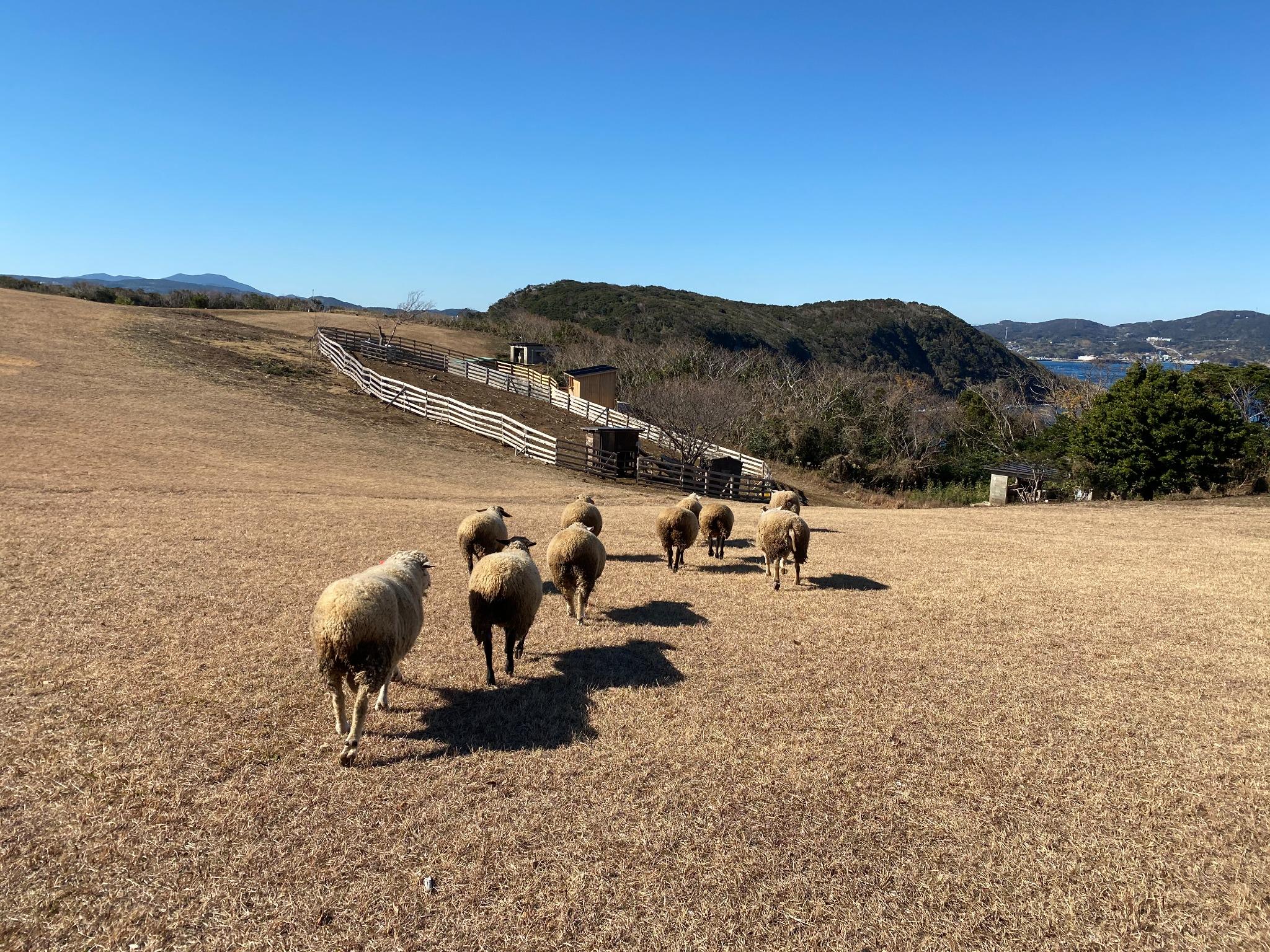 羊の放牧により草原は維持されています