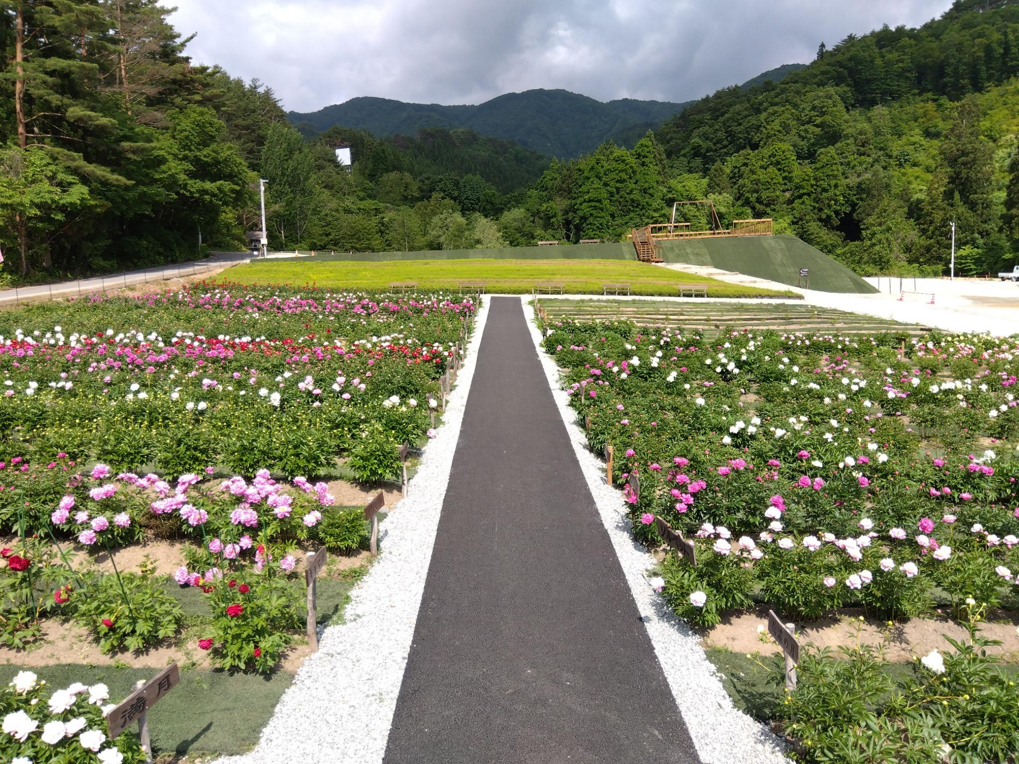 芍薬公園