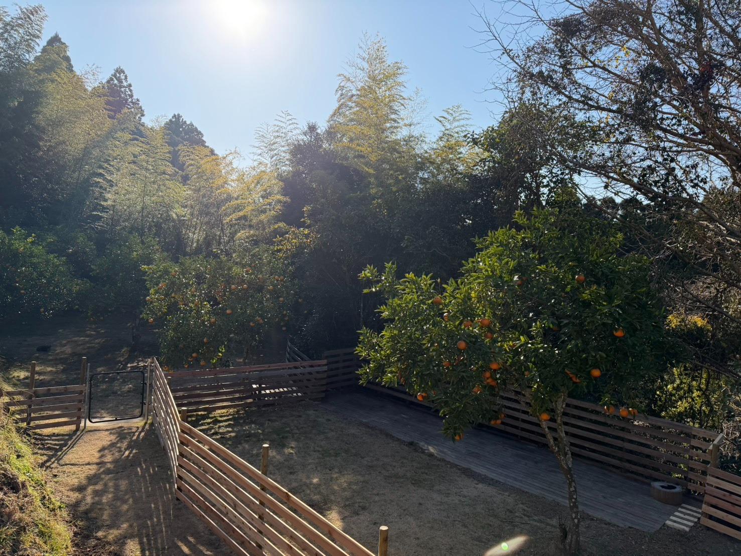 ドッグランサイトエリア