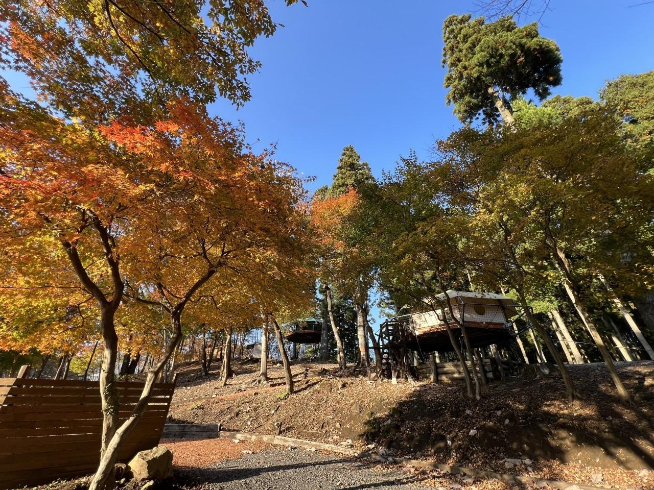 Dサイトの秋は紅葉で満たされます