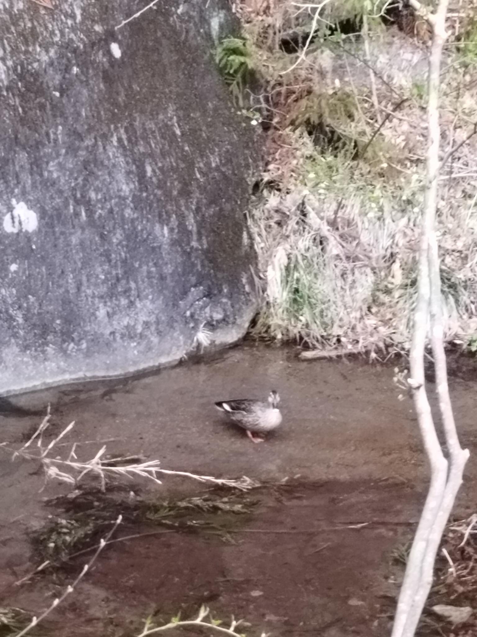 なぜ１羽だけなんだろう・・