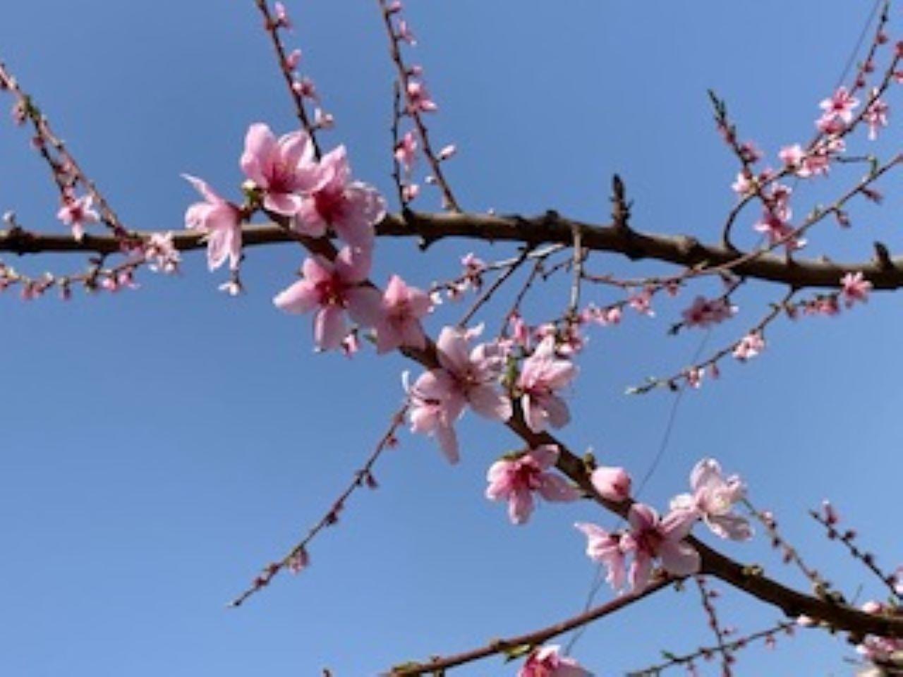 桃の花は必見！4月上旬が見頃