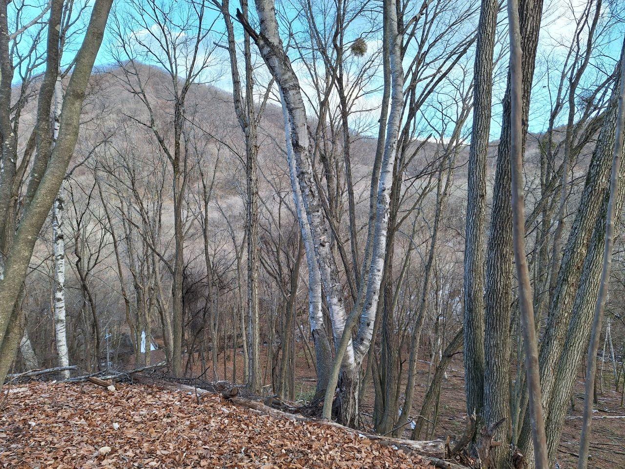 林間サイトより鷹繋山