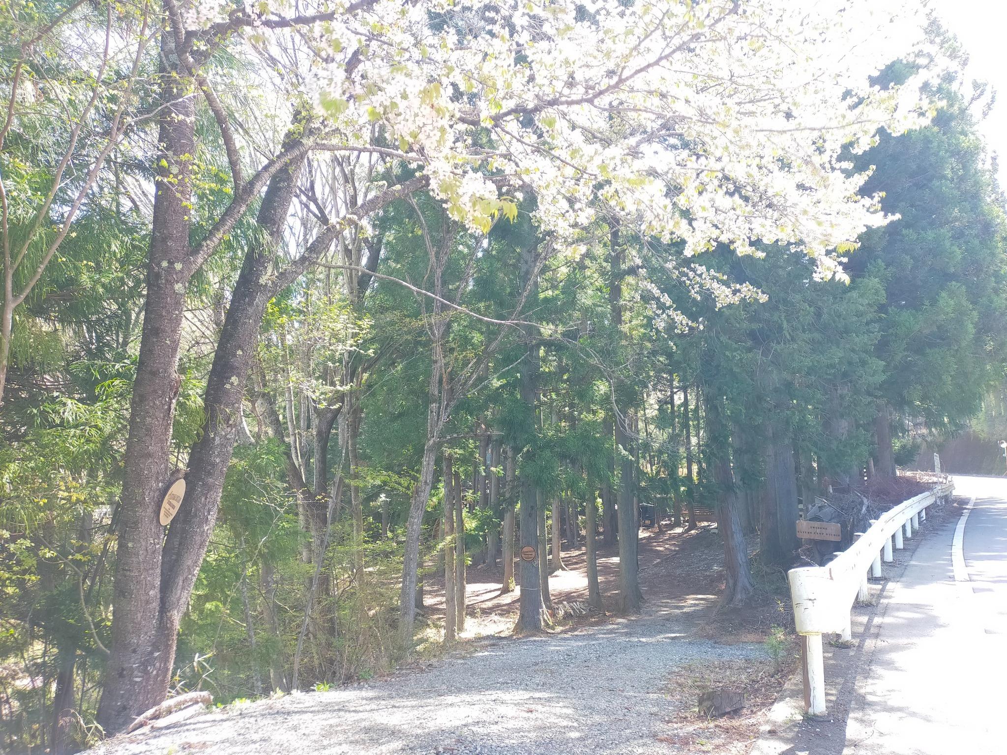 春や山桜が咲きます