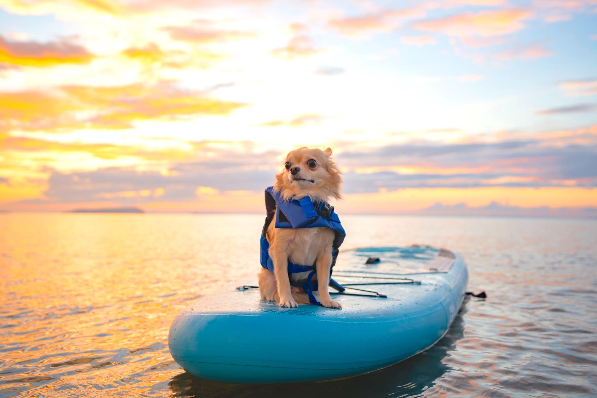 愛犬様とのSUP体験