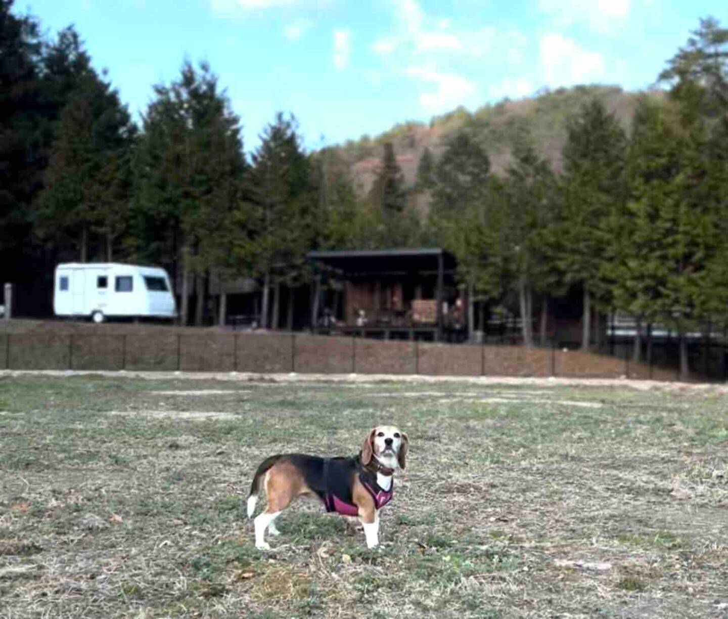 看板犬のショコラちゃんもお気に入りのドッグランです！