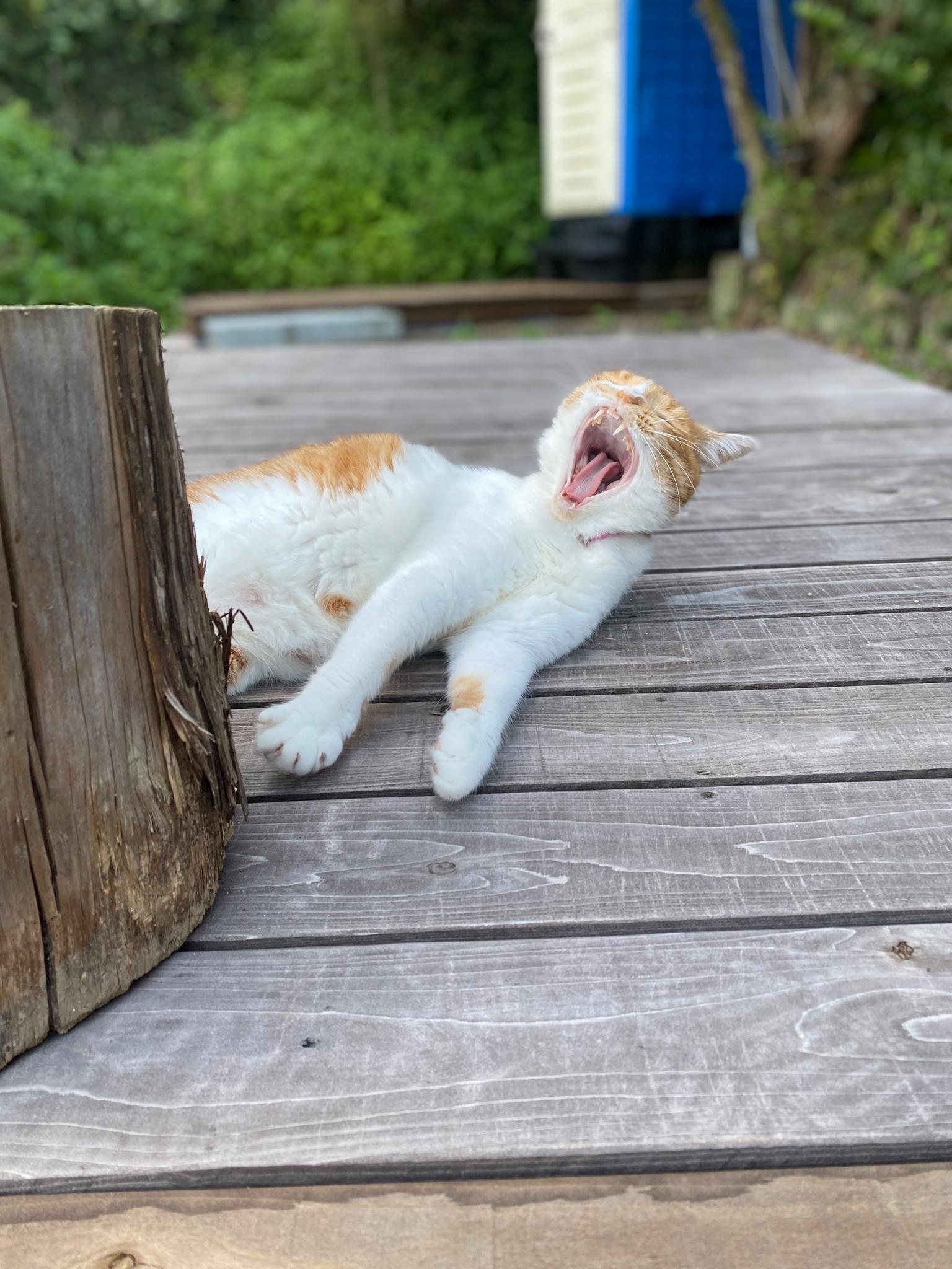 お母さん猫のトマト🍅