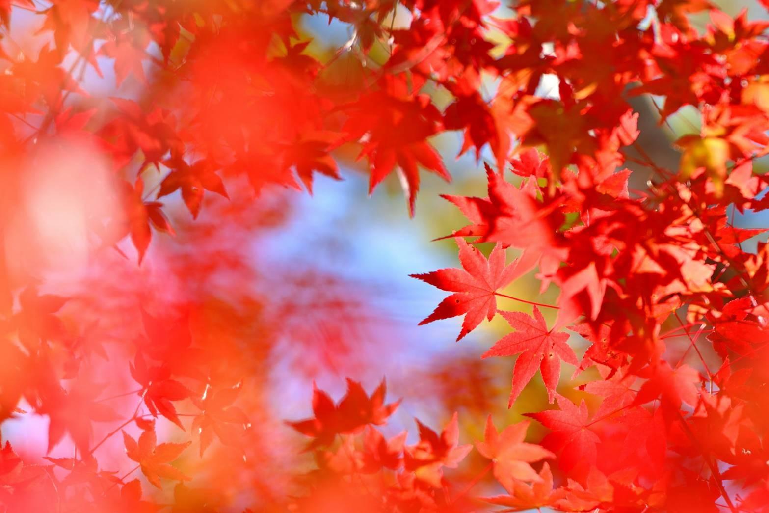 もみじ紅葉風景