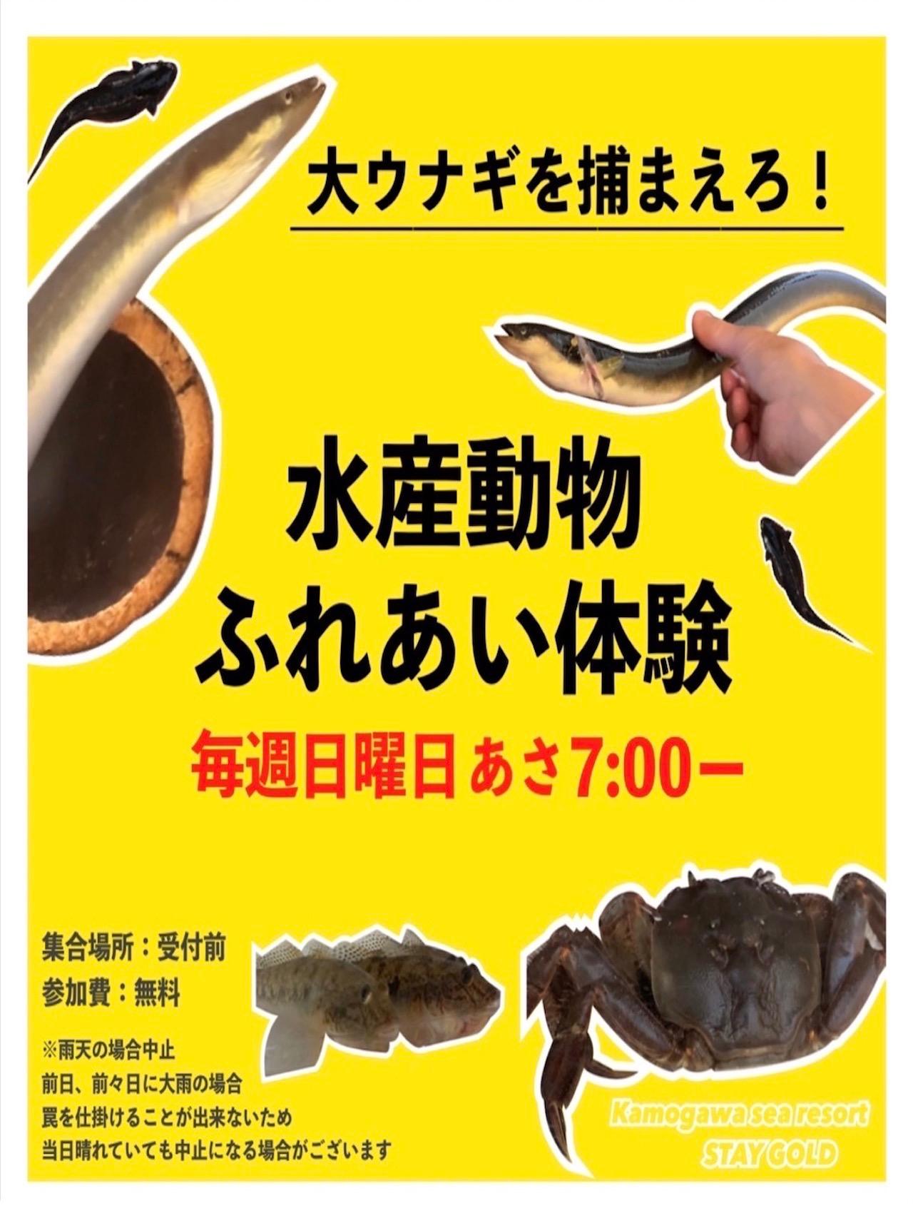 水産動物ふれあい体験　イベント