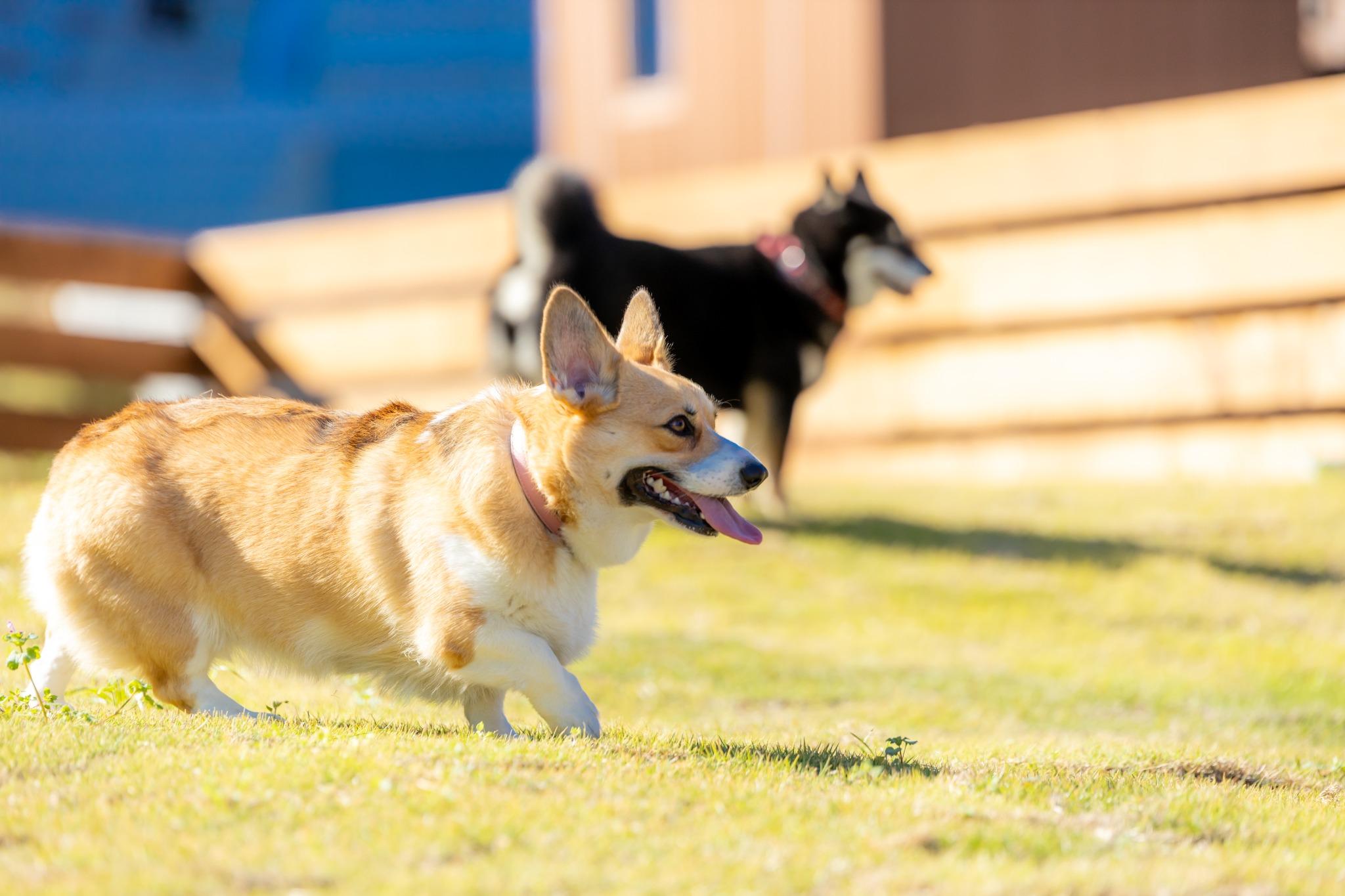 ワンちゃんにも特別な日をプレゼントしてみては？