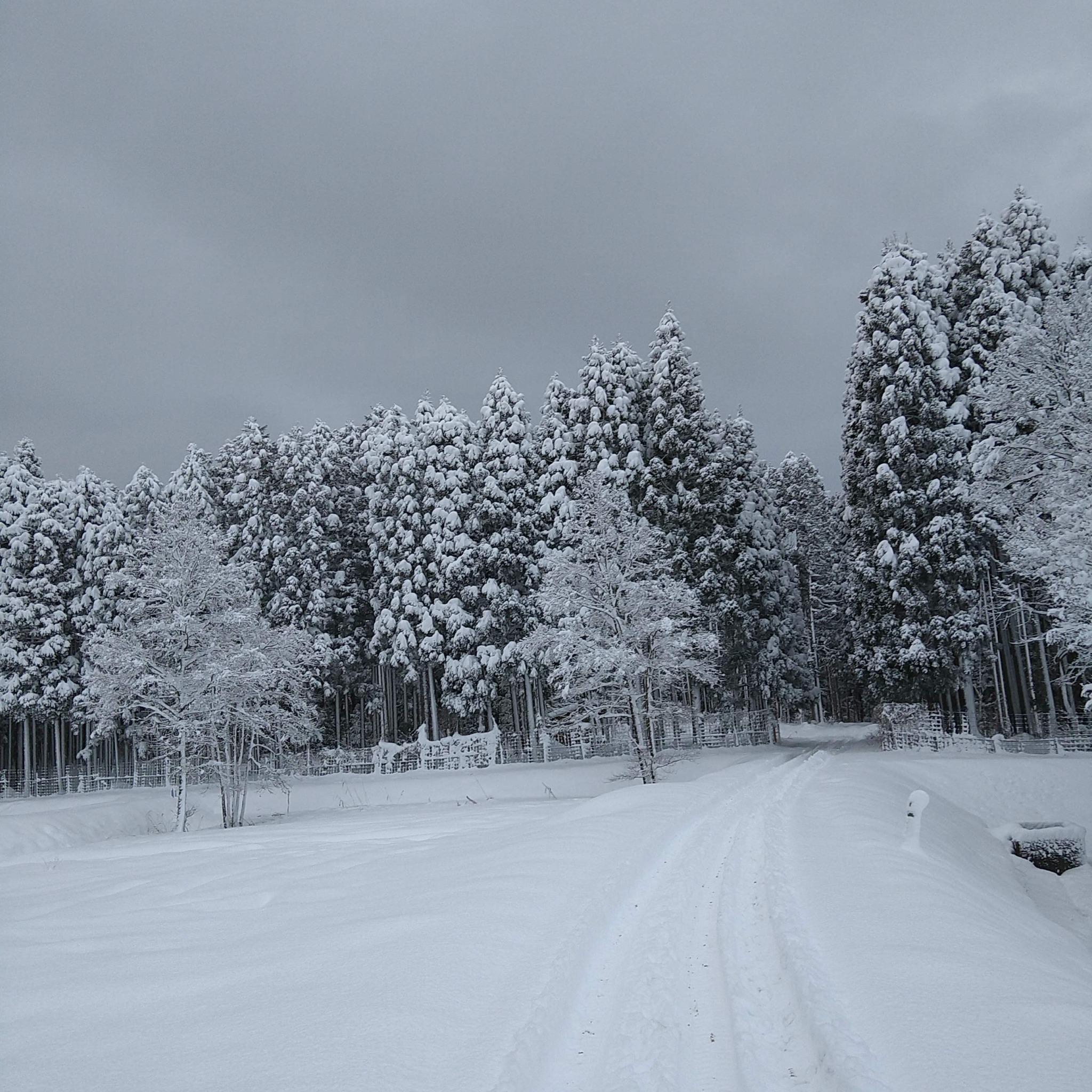 雪をかぶった幻想的なキャンプサイト