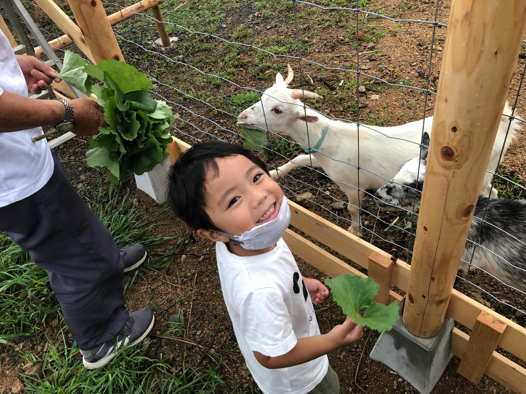 ヤギ小屋では二頭のヤギが待ってます。餌やり体験ができますよ。