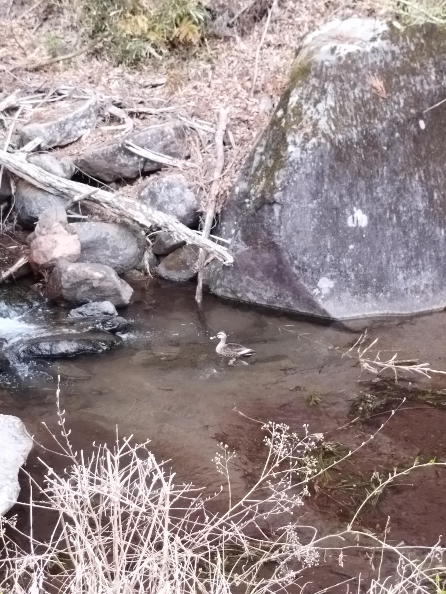 なぜかカルガモさん来てましたね・・