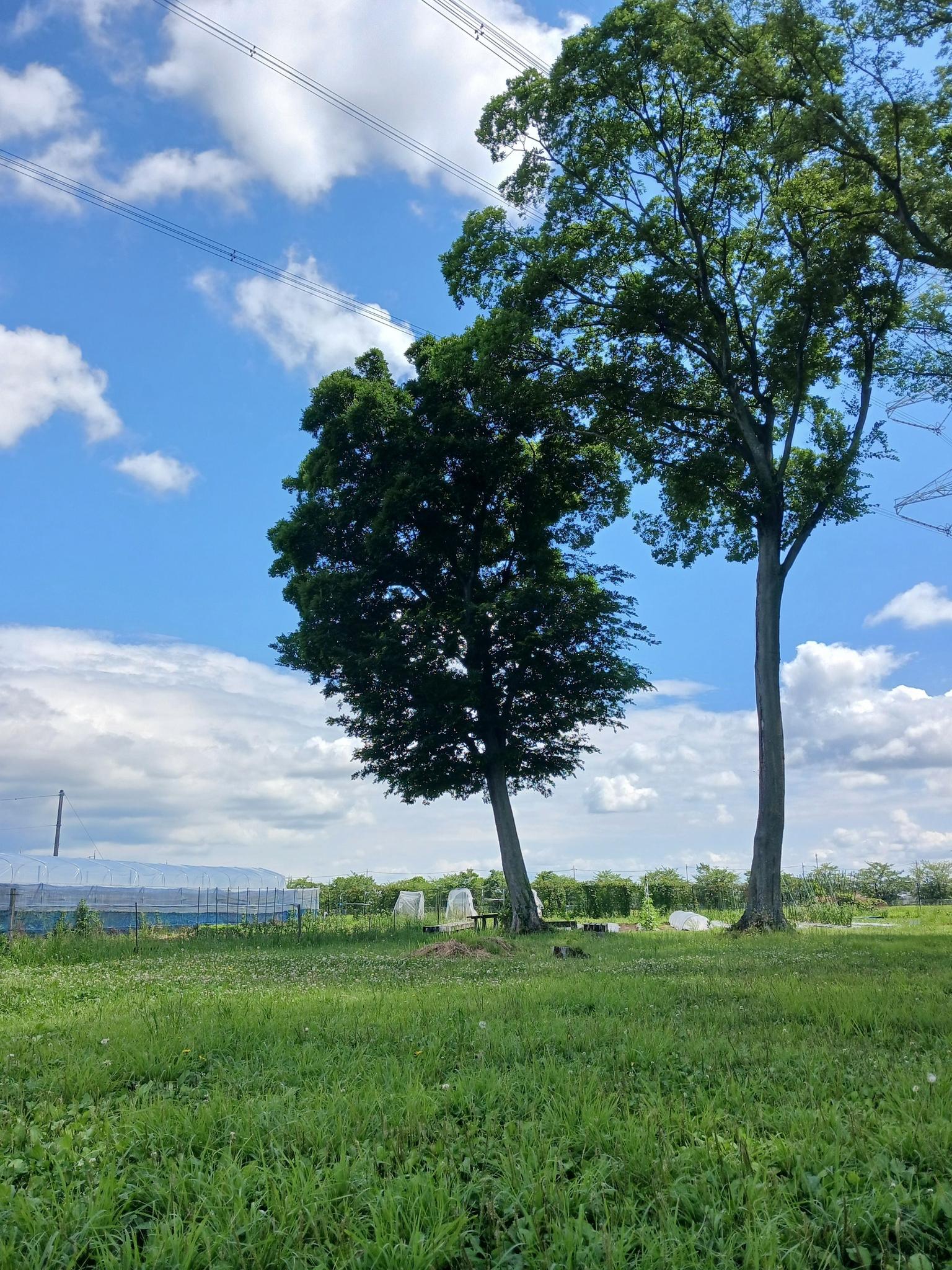 木陰のある農園エリア