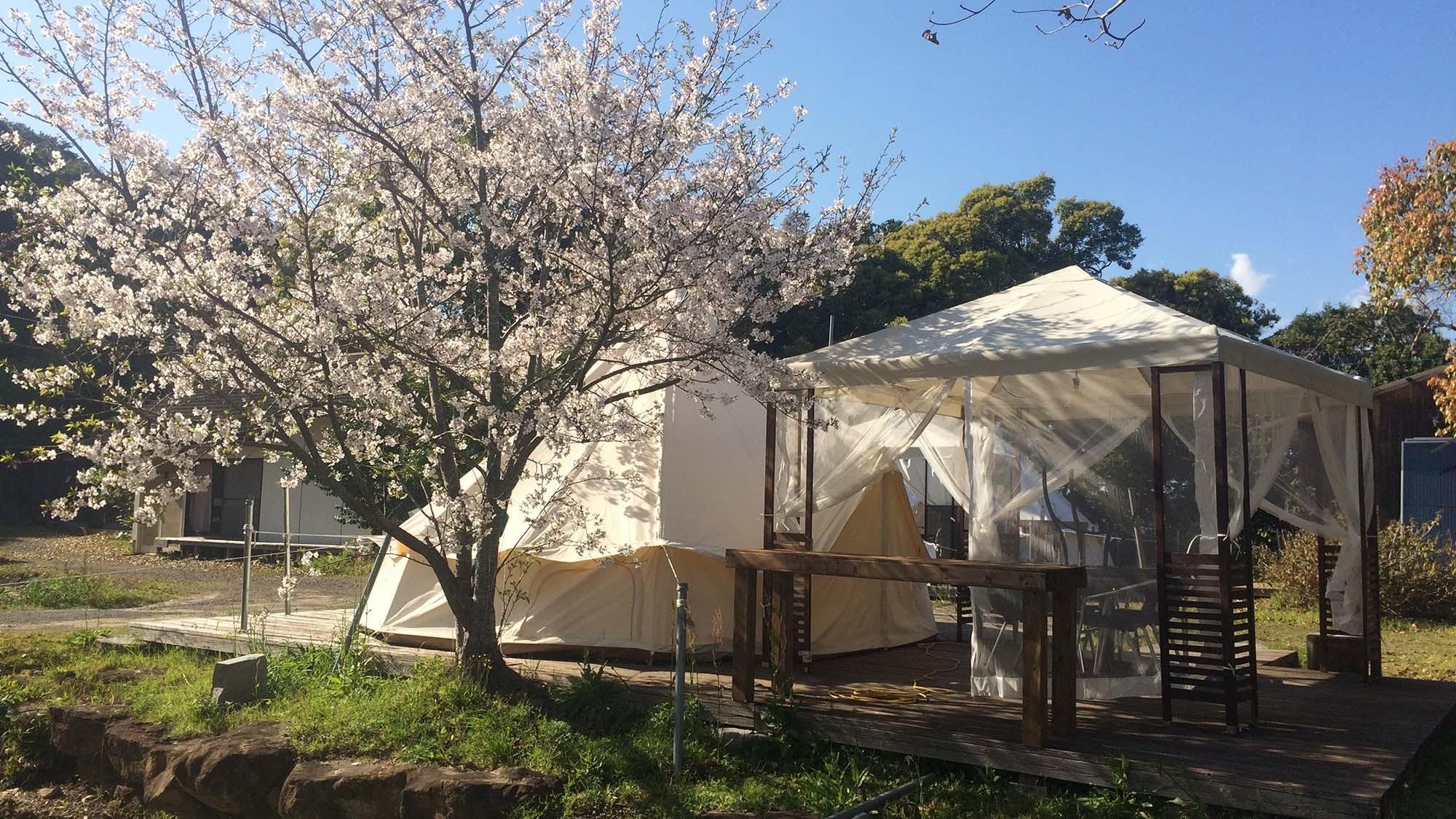 ・【グランピング】春には桜が咲きます。ウッドデッキからお花見もできるかもしれませんよ