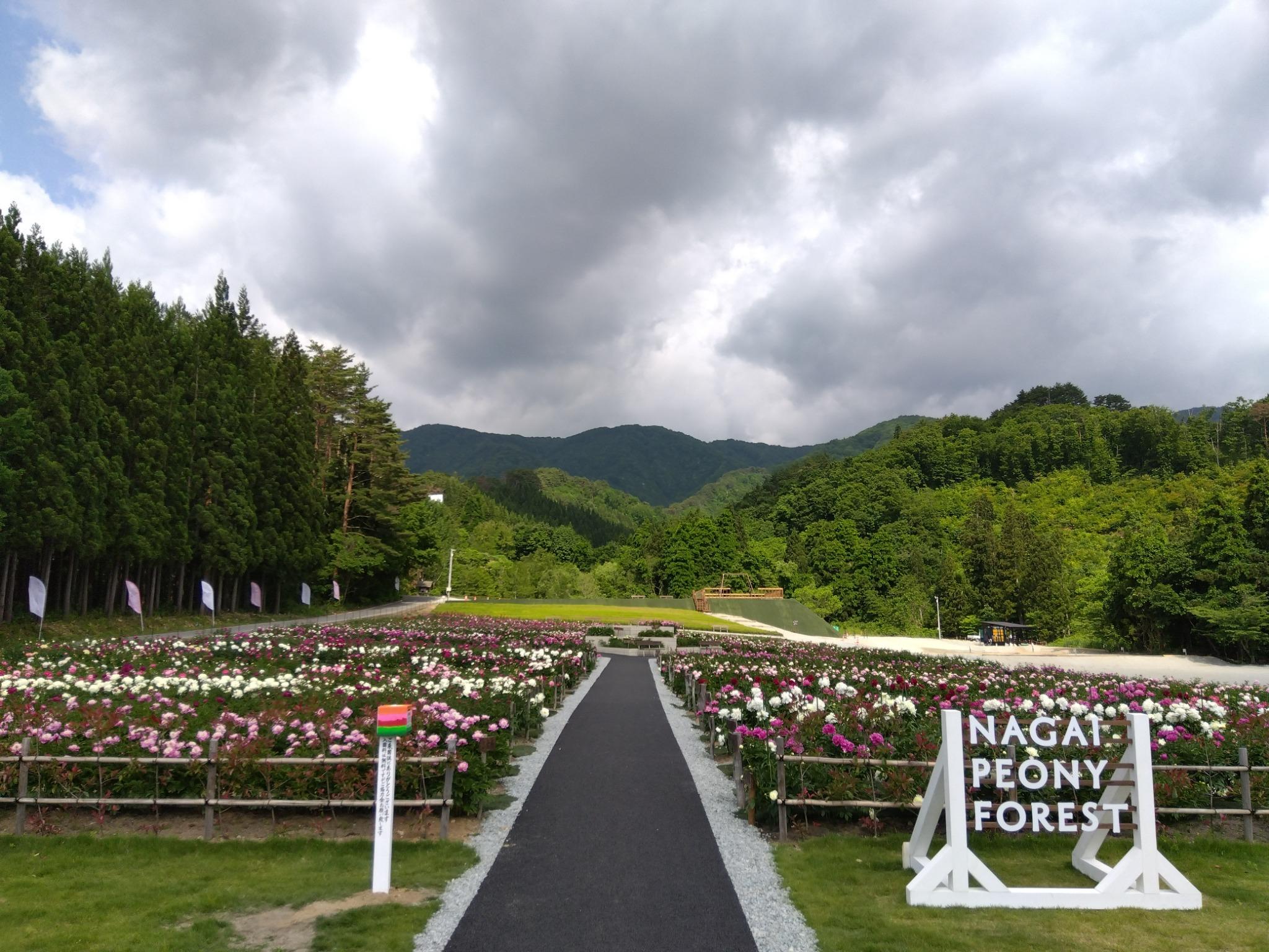 芍薬公園