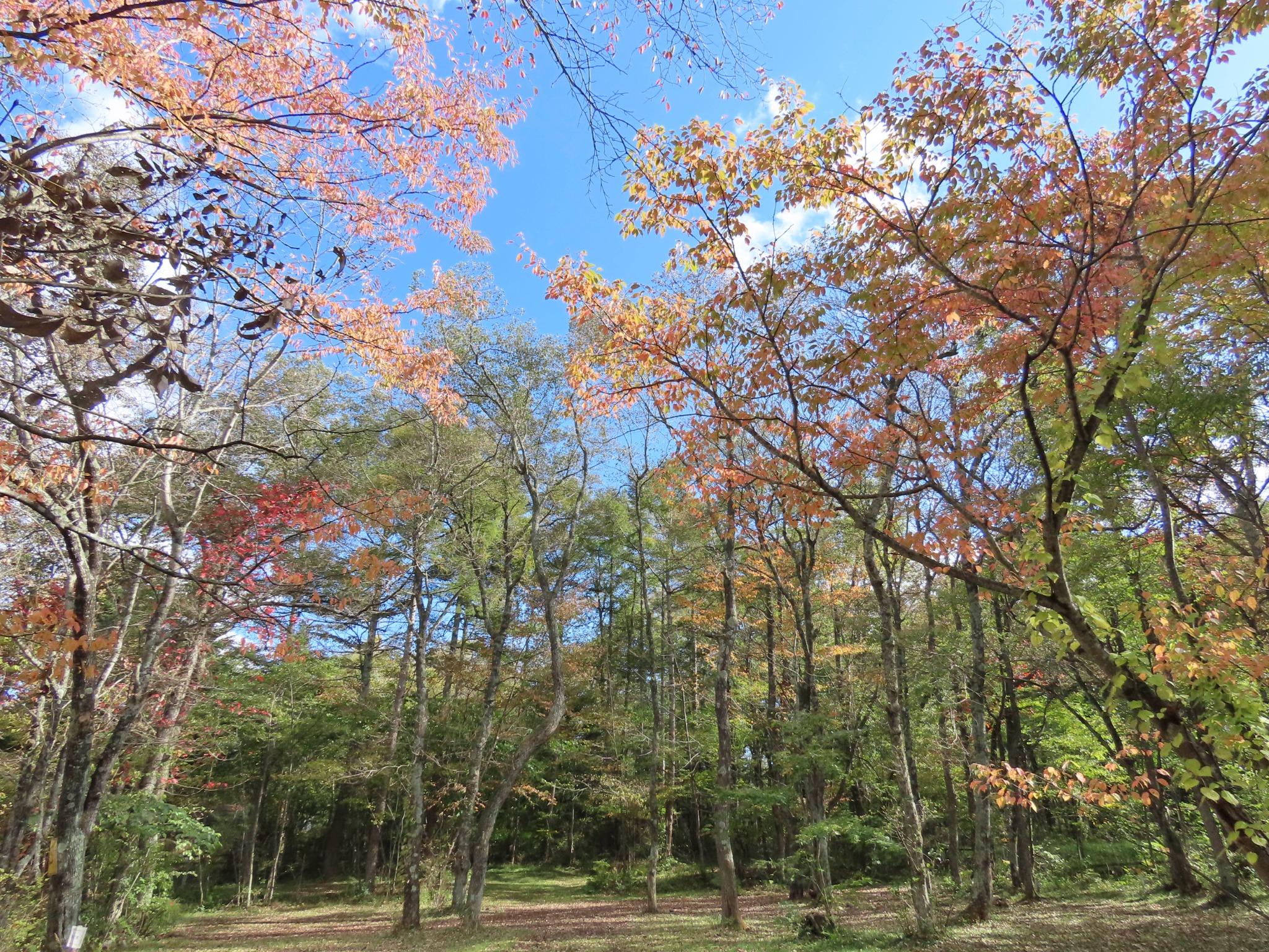 秋の紅葉（10月中旬〜下旬ごろ）