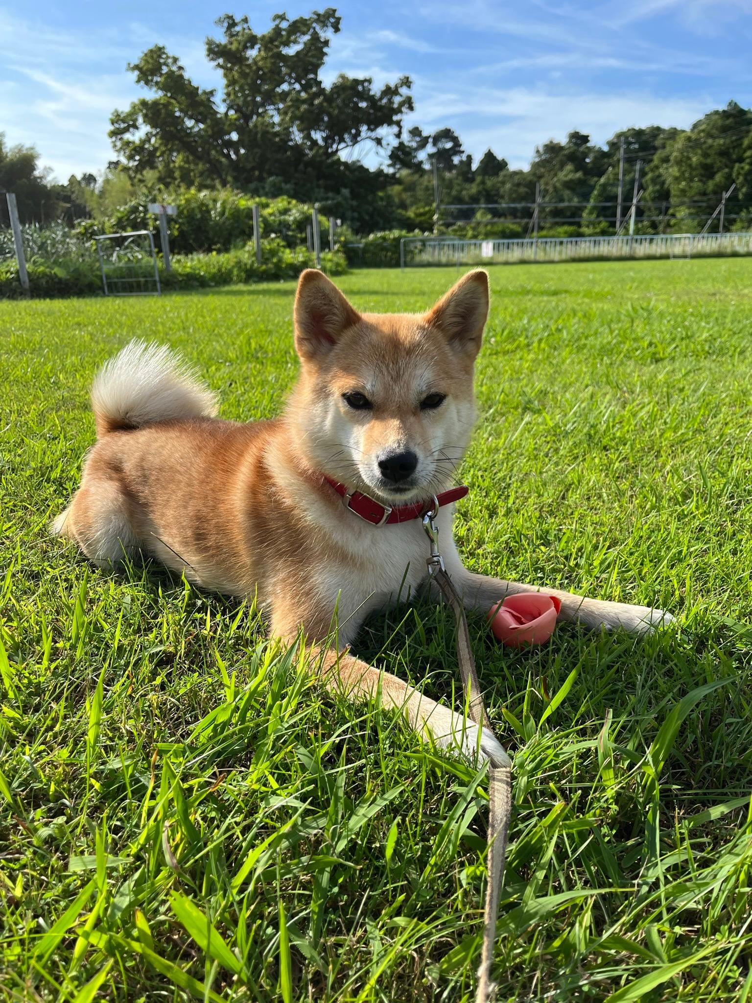 キャンプ場の看板犬モモです