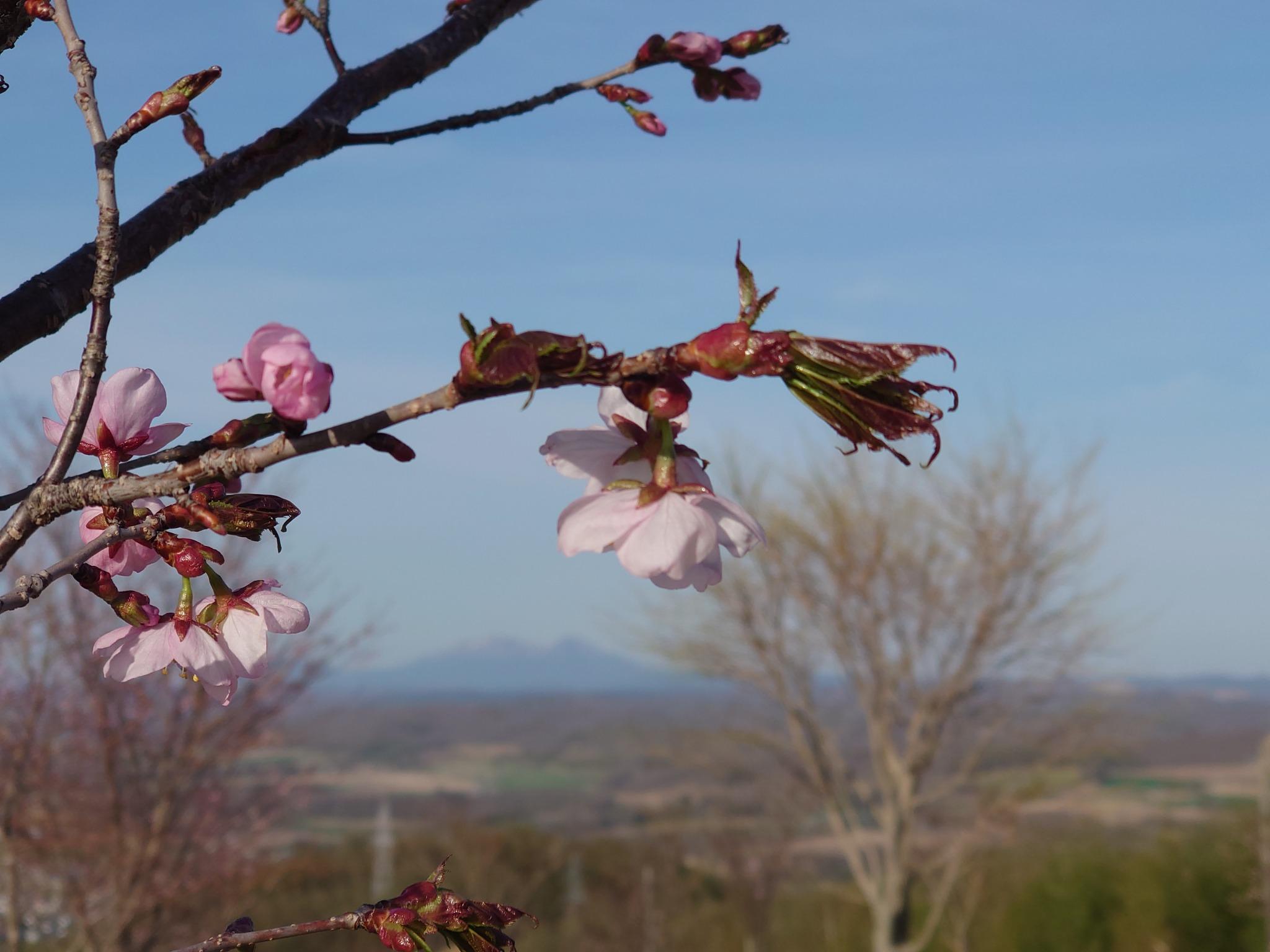 ゴールデンウィーク前後は桜に囲まれます。