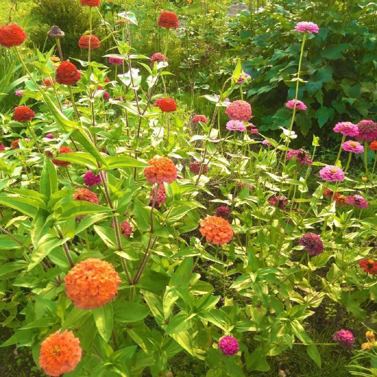 季節の花　百日草