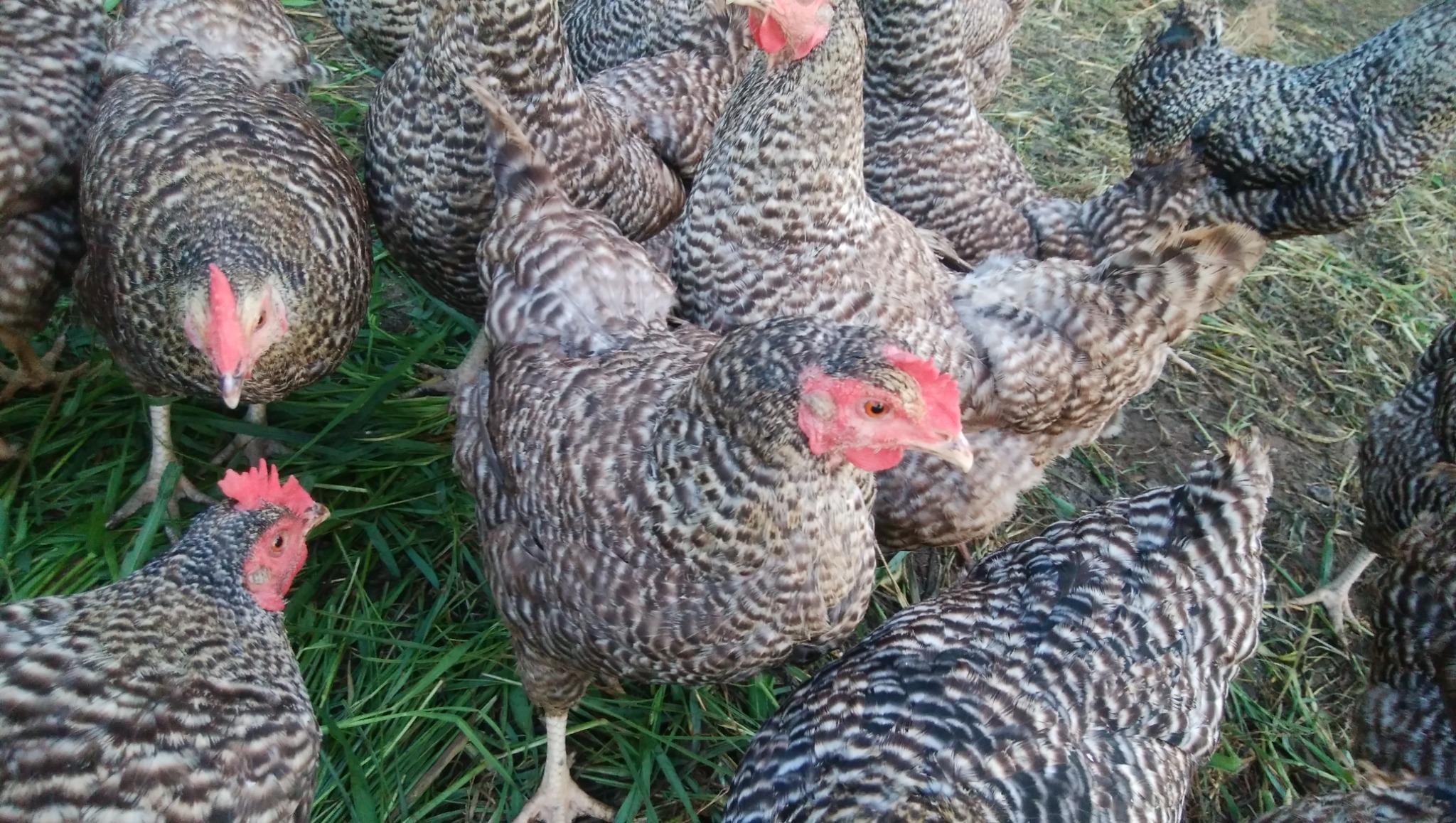 平飼いの鶏たち！餌やり体験もできちゃう♬