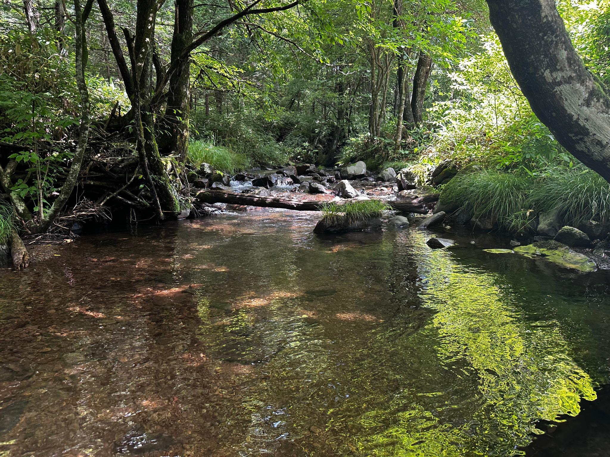 キャンプ場の横を流れる川になります。めっちゃ水がきれいです。水温は最高で10度くらいなのでサウナにピッタリです。