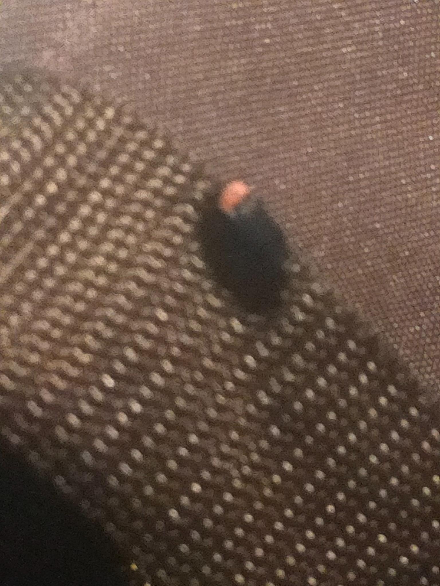 源氏蛍くんも遊びに来てくれます！