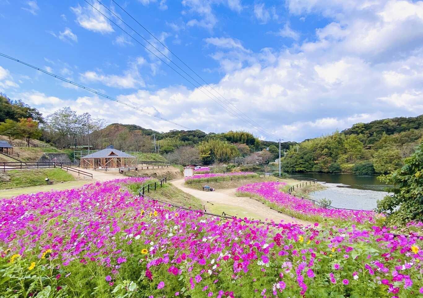 コハンサイトはコスモスが満開♪