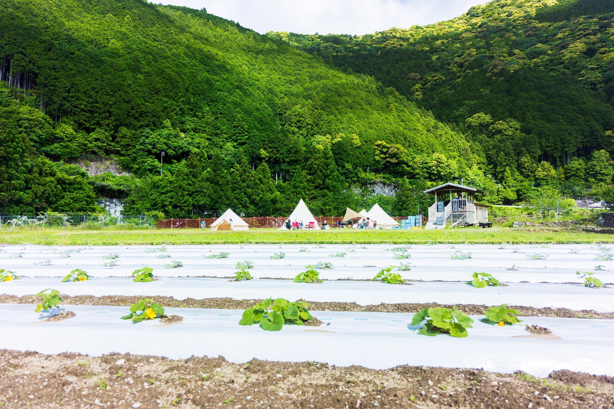 キャンプ場の隣には農場があり、たくさんの野菜を作っています。季節によっては収穫体験を行っています。