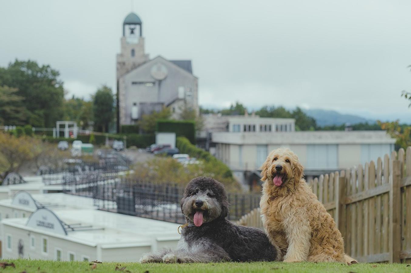 少し傾斜のかかった広大なドッグランは、わんちゃんの運動解消に最適です。 クッション性の高い天然芝は足にも負担がかかりにくく安心してお楽しみいただけます。 ここでしか見ることの出来ない景色と、自然を感じながら大切な”家族（愛犬）”との時間をお過ごしください。