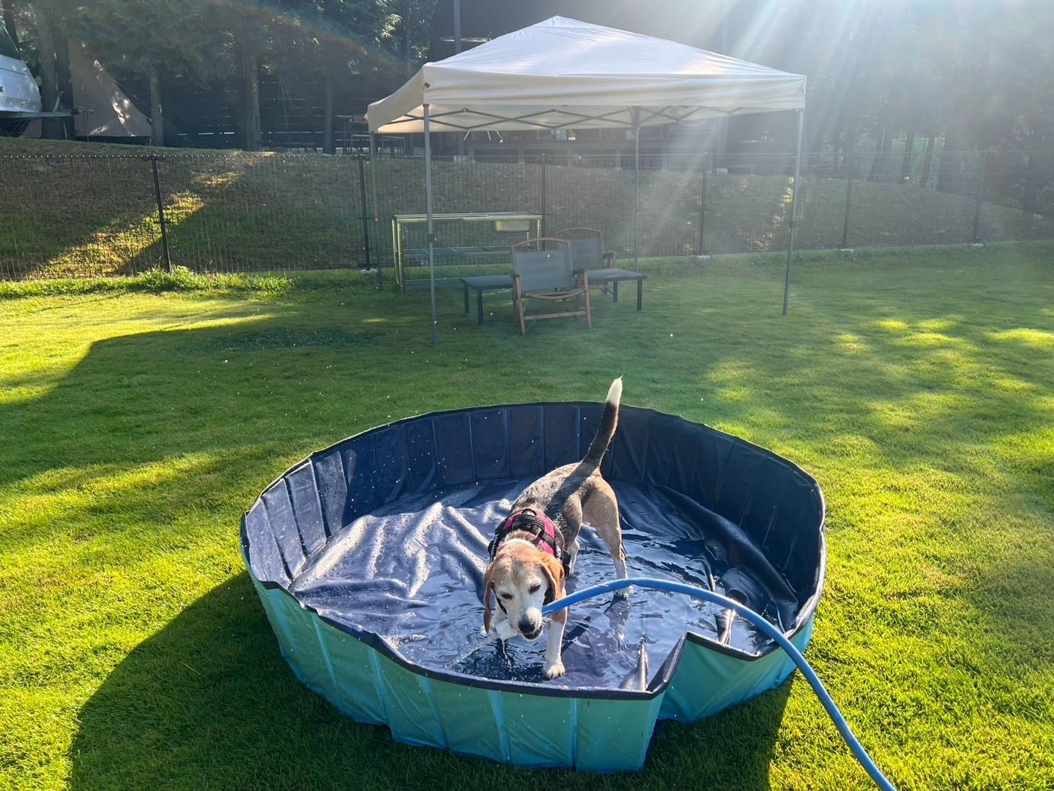 夏の時期には、簡易プールをご用意しておりますので、愛犬と一緒に水遊びをお楽しみいただけます。 ワンちゃんがプールをご利用の際は、ワンちゃん用のタオルをご持参ください。 ※ ただし、小さなお子さまやワンちゃんがプールで溺れる危険がありますので、 絶対に目を離さないようお願い申し上げます。 万が一の事故を防ぐためにも、必ず大人の方が付き添って見守ってください。