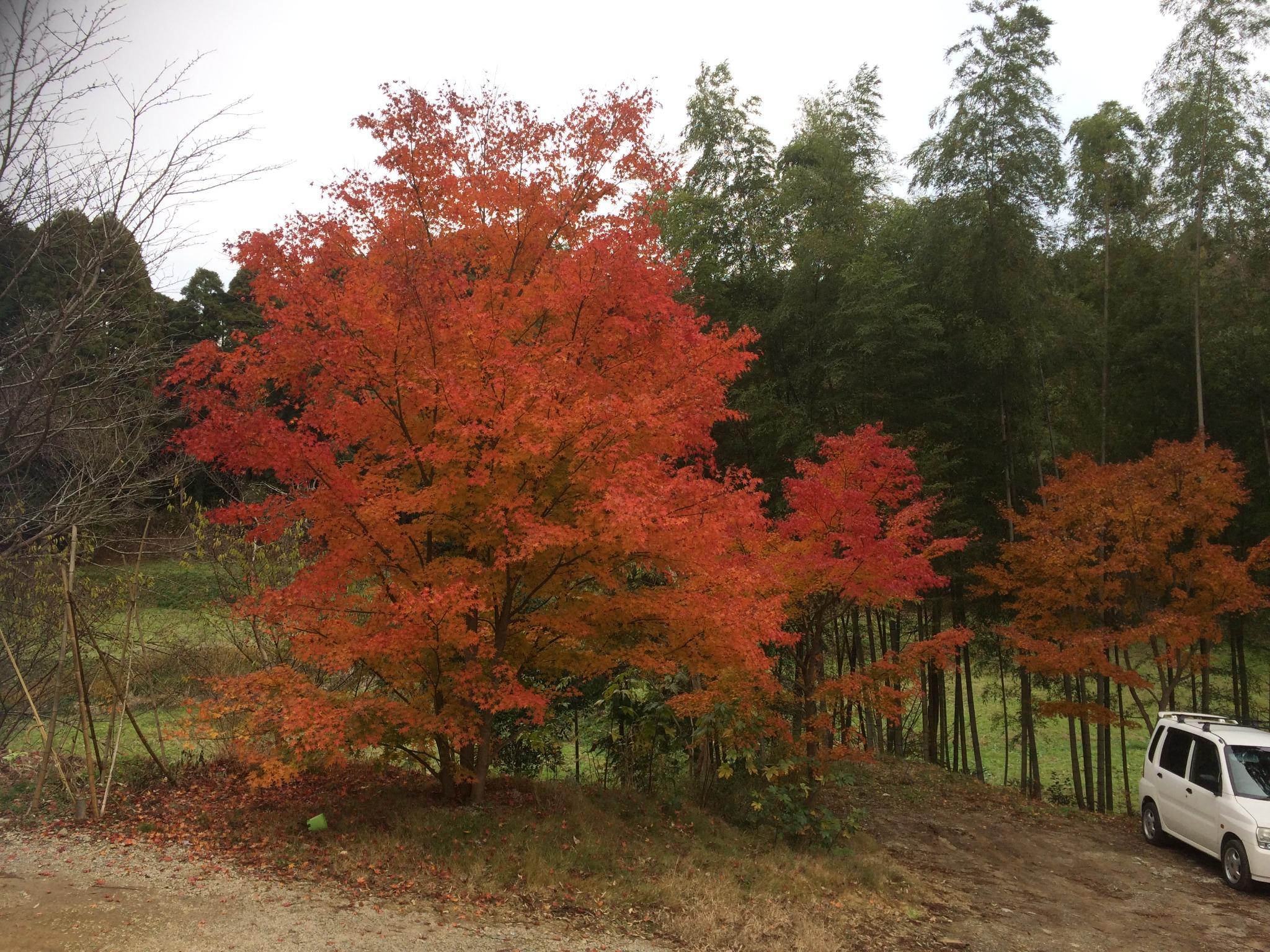 森の紅葉と桜は群馬赤城山からフィンランドの小さな森に嫁いで来た、紅葉の最高に美しい木々達です　