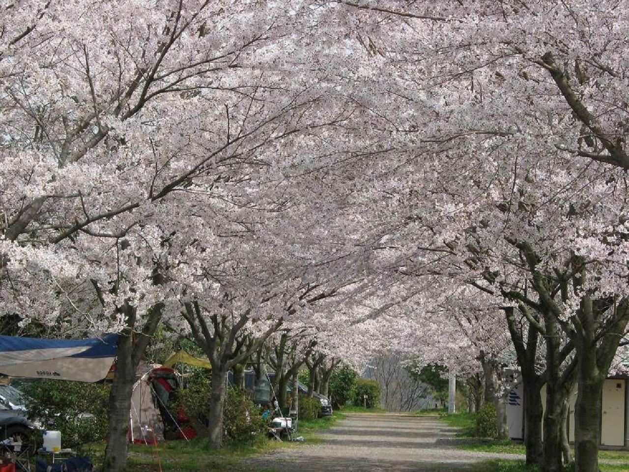 春のさくら通りの様子です。キャンプ場内では、色々な場所でさくらが咲きますが、特にさくら通りが人気となります。