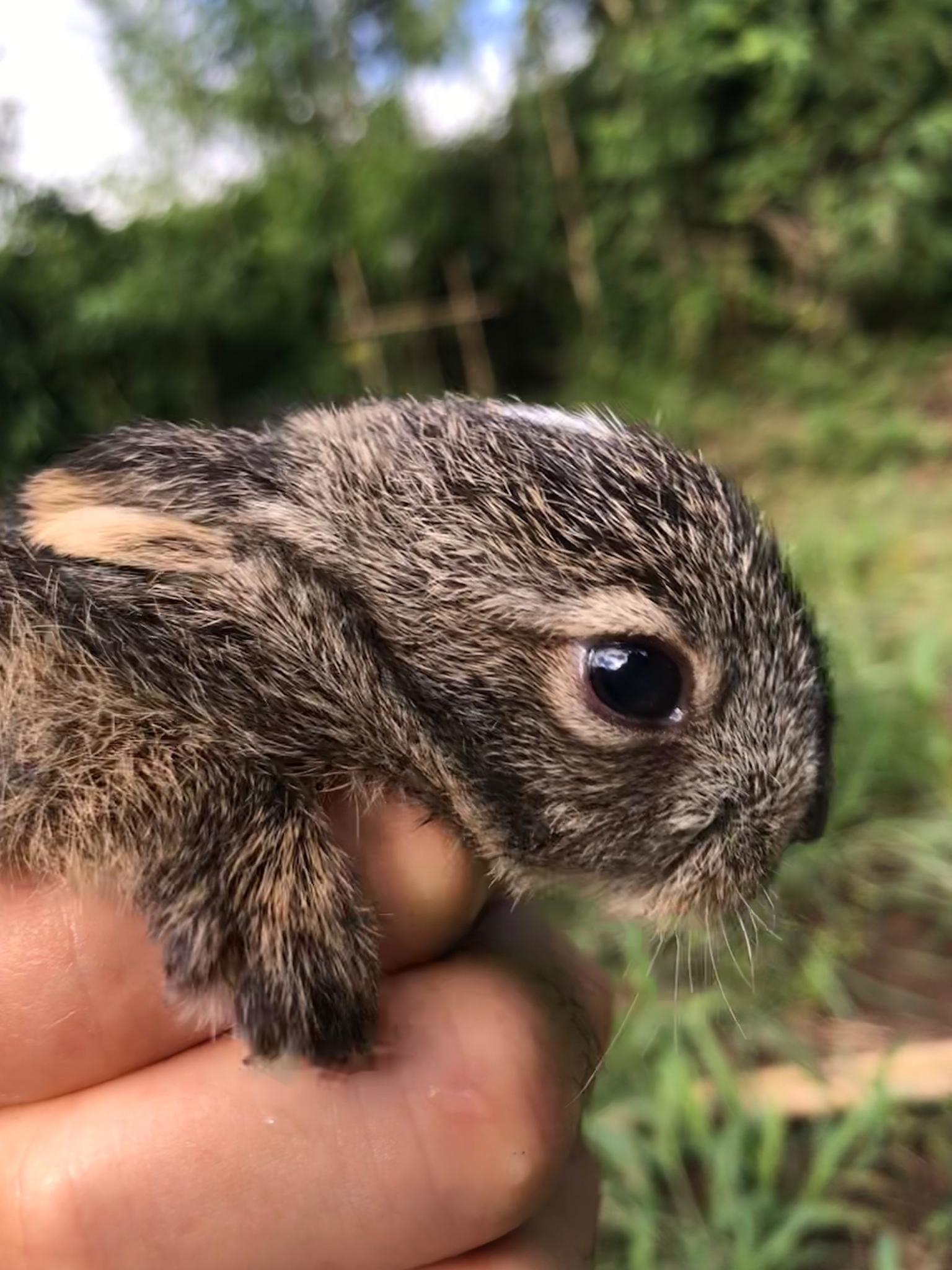 赤ちゃんウサギが遊びに来たり