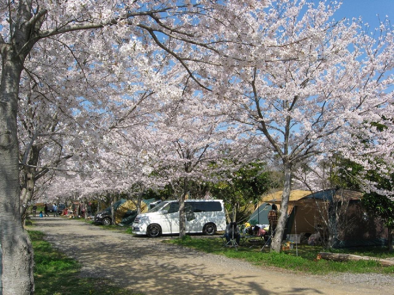 さくら通りのキャンプサイトです。毎年３月の下旬から４月の上旬までさくらが満開になります。