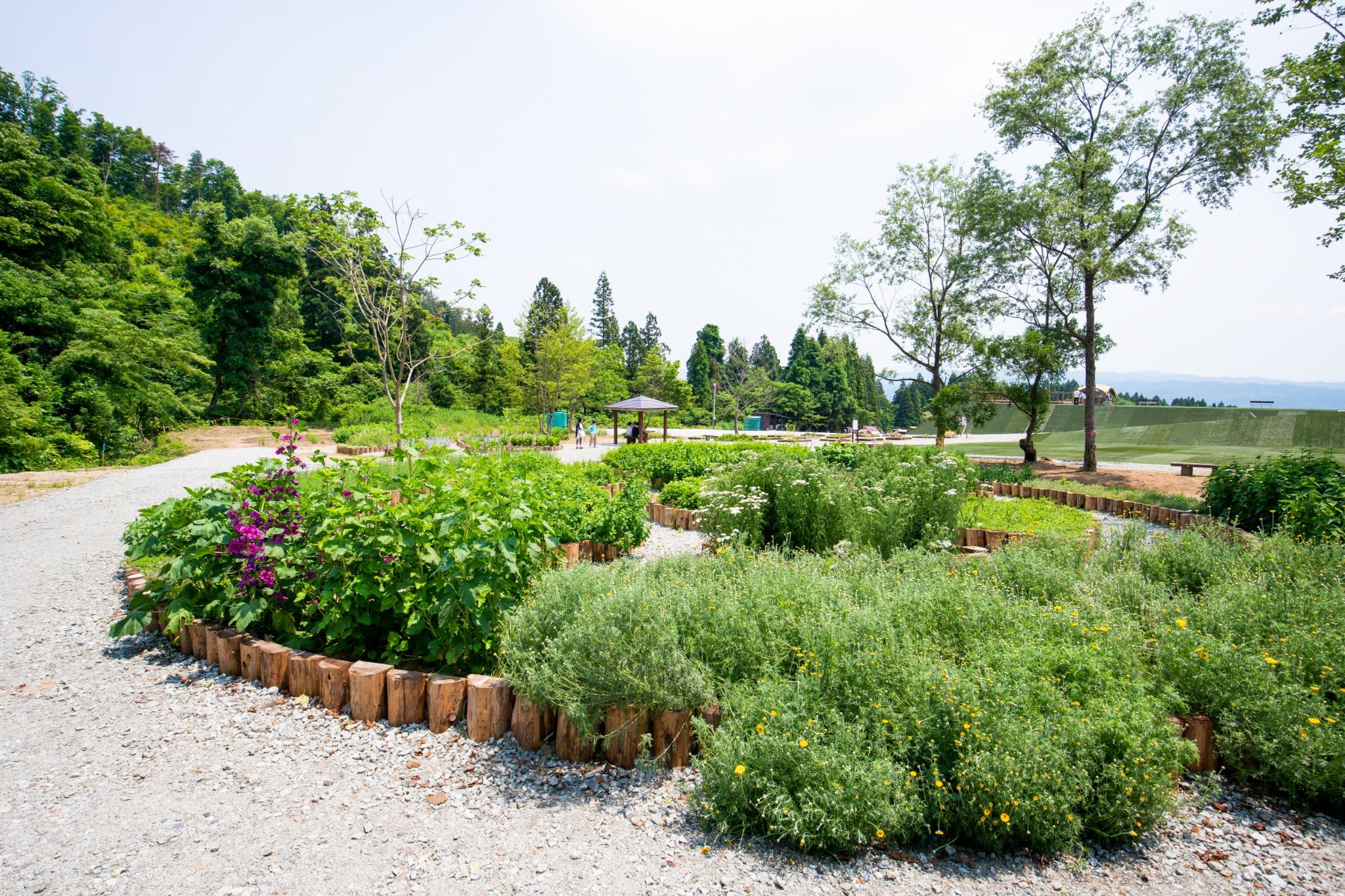公園内　ハーブシリーズ