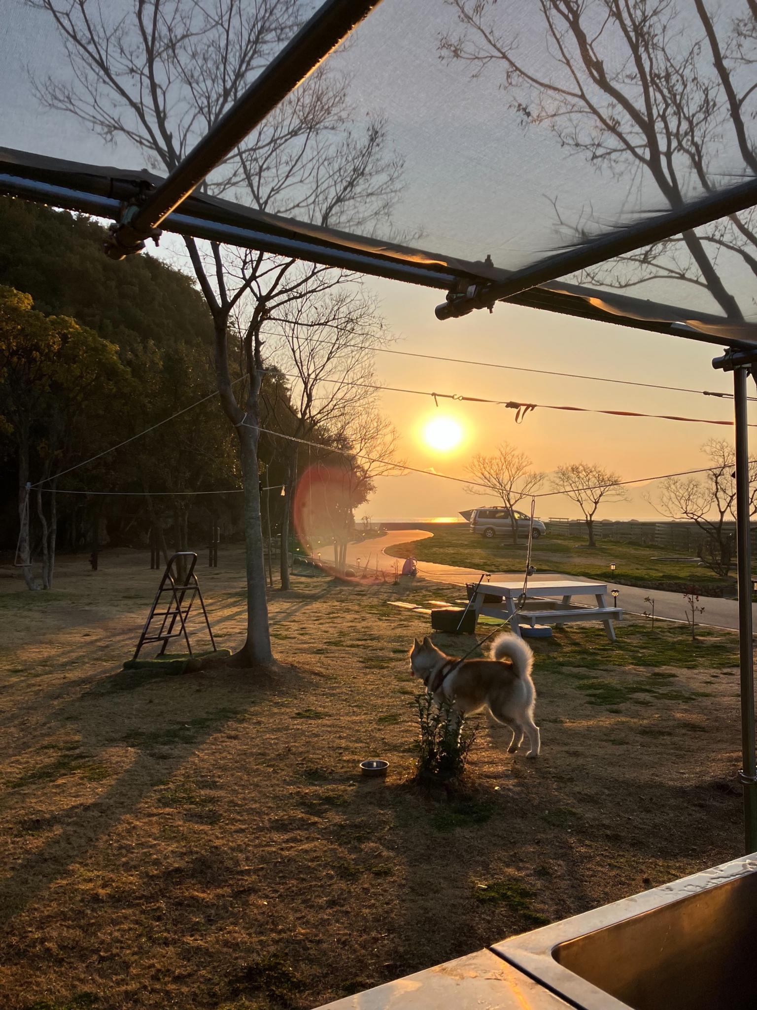 看板犬。ハスキーのBOSSです。人懐っこく優しいです。