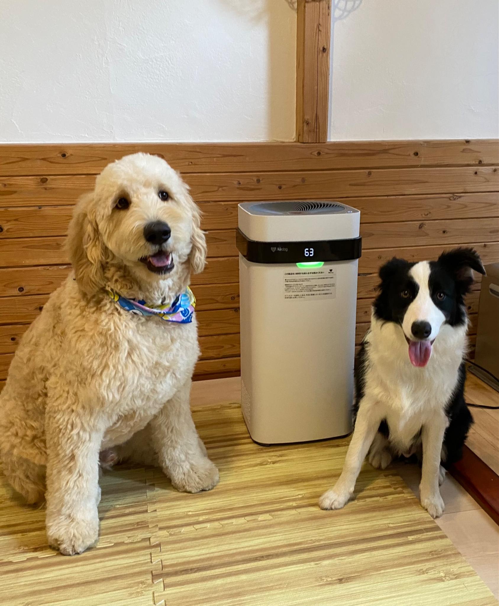 看板犬のZINとTOKI