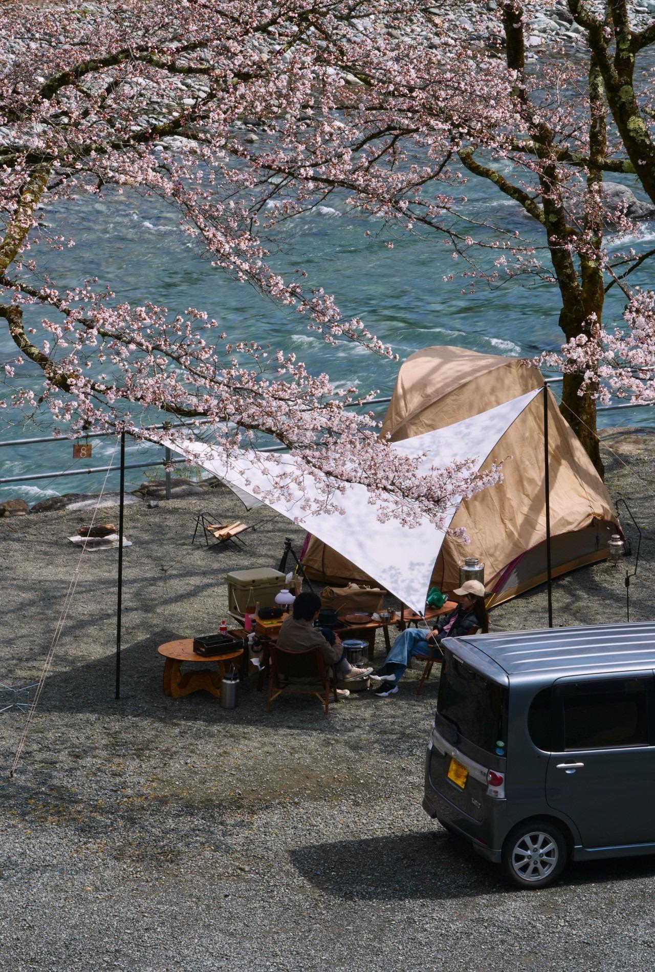 4月上旬は桜の下で花見