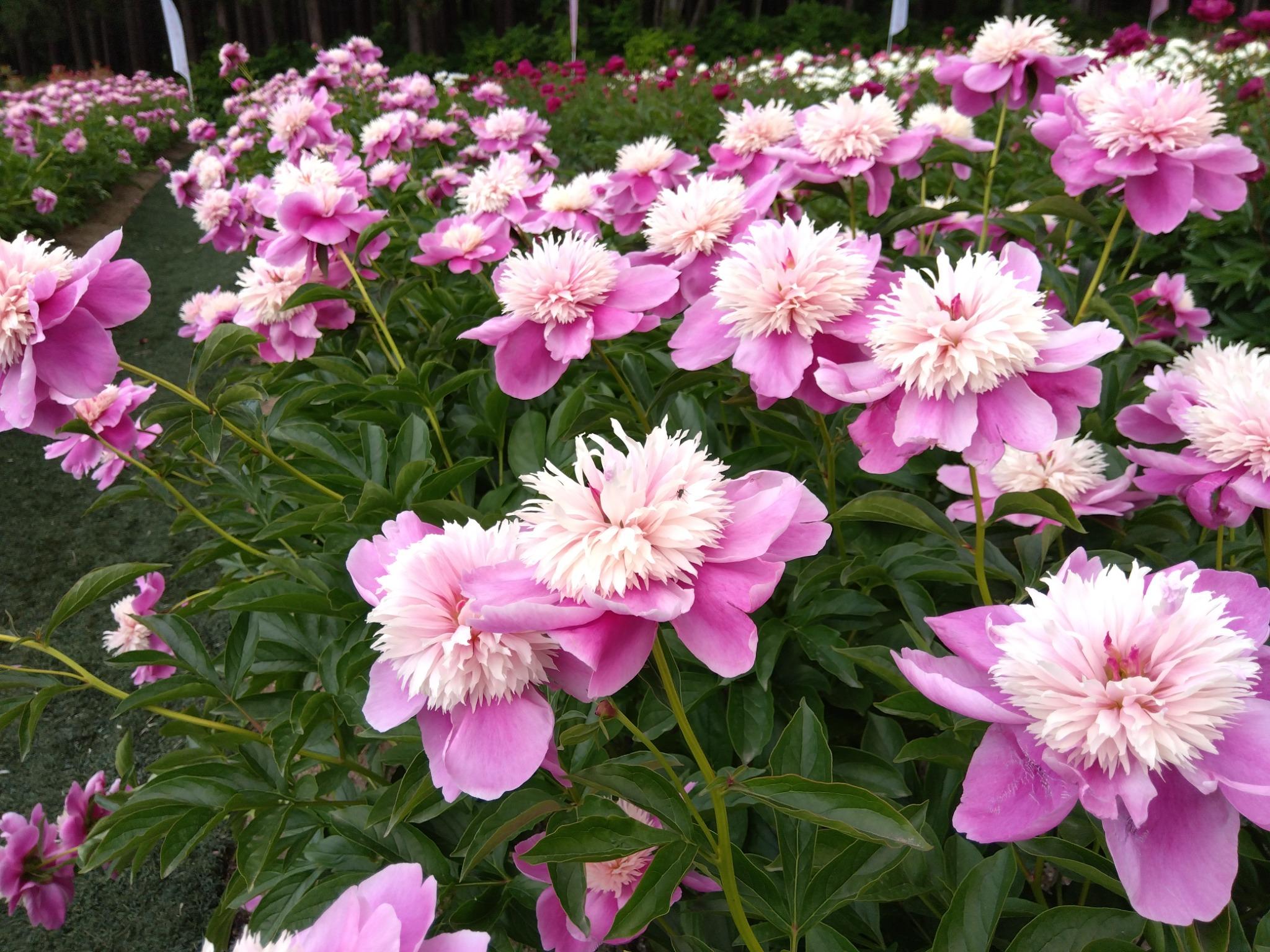 芍薬の花