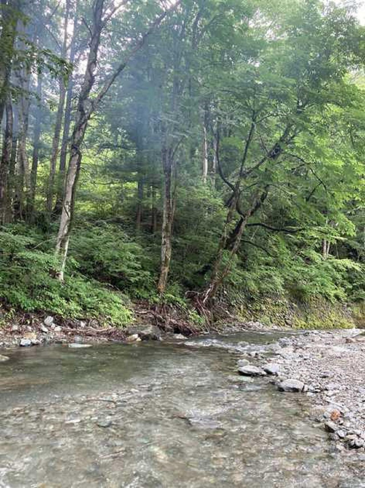 キャンプ場内を流れる清流「定峰川」。春から夏にかけて「ニジマスのつかみ取り体験」や「川遊び」などでお愉しみいただけます。