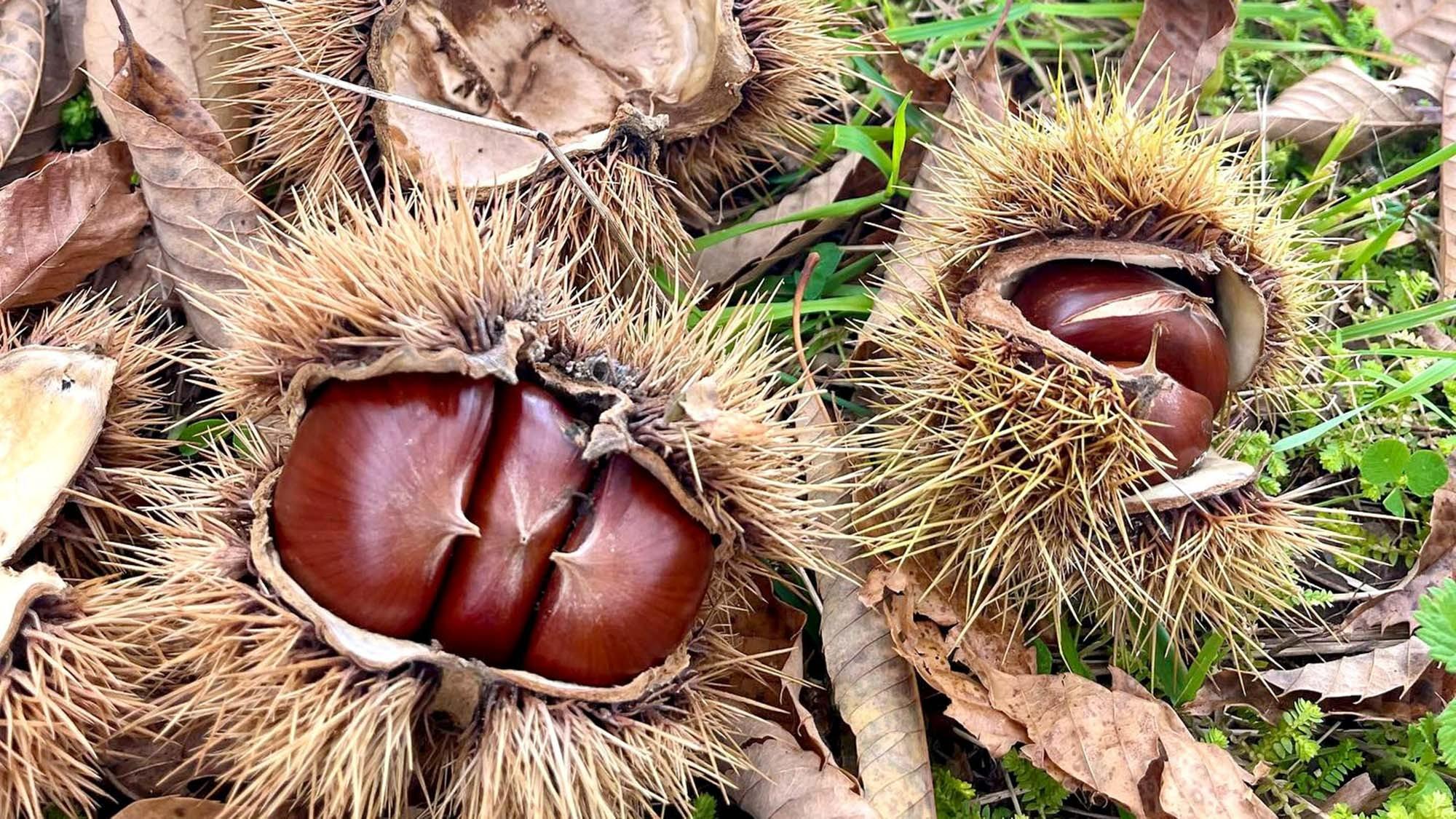 ・【秋】紅葉が地に落ち、地面を秋色に染めます