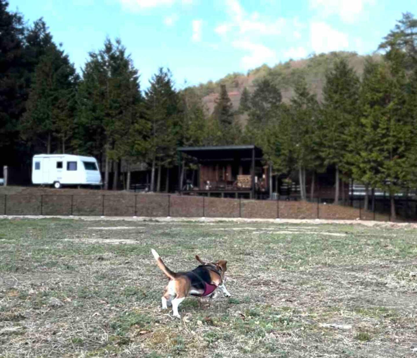 野球ボールを投げると、猛ダッシュで拾いに向かいます！