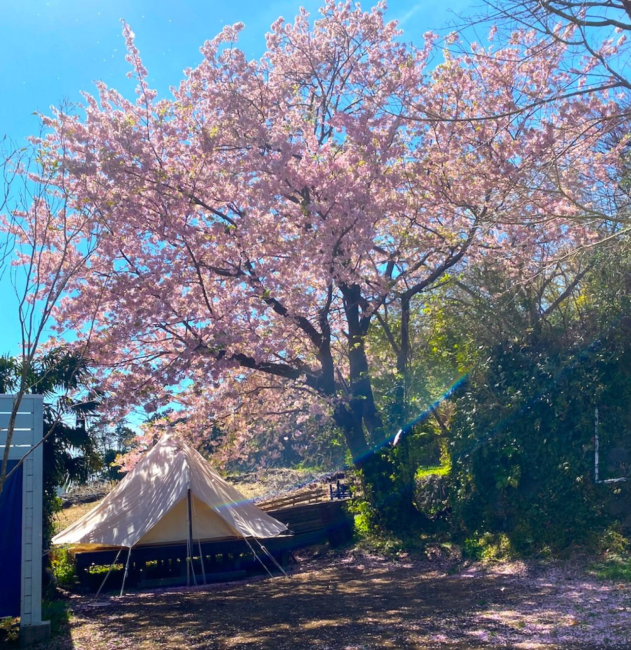 春は河津桜がキャンプ場を桃色に染めます。