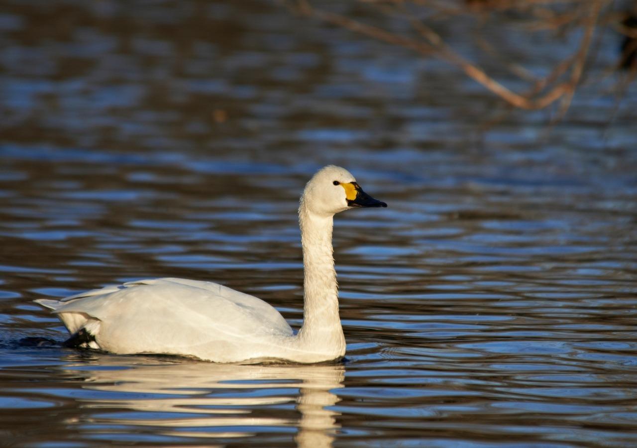 野鳥の宝庫「神西湖」では白鳥が観られることも。