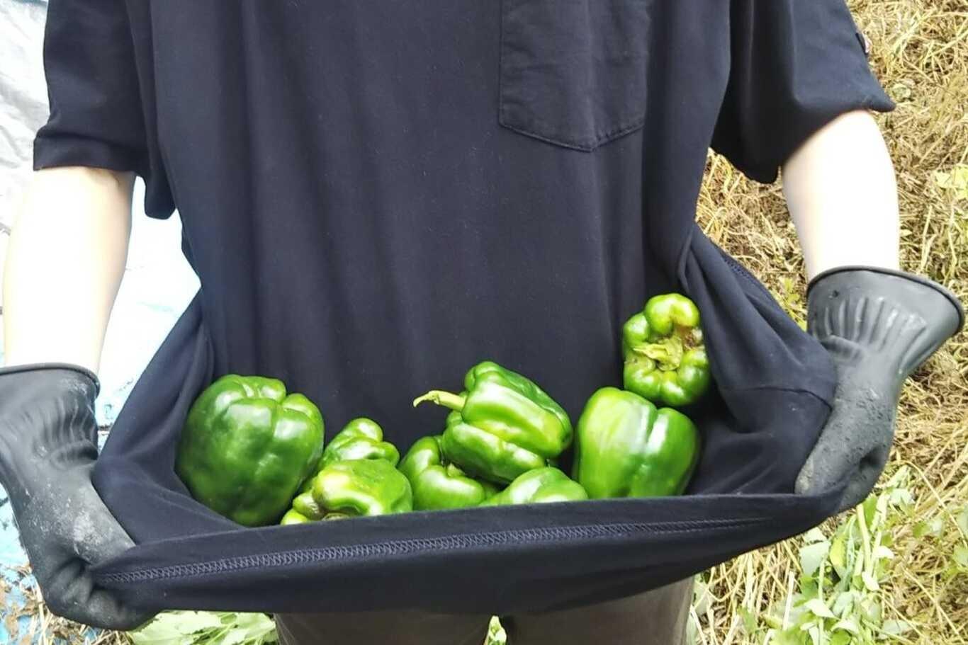 野菜の収穫体験