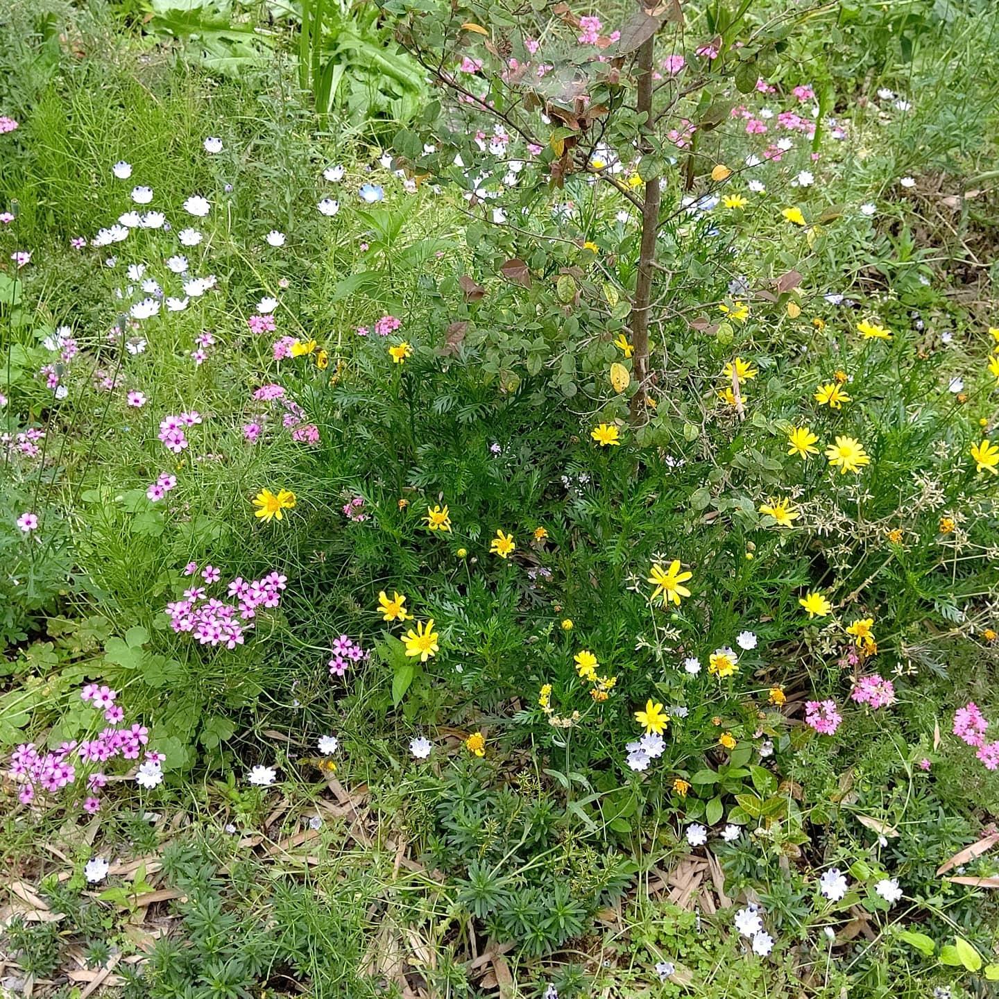森の四季折々の草花達
